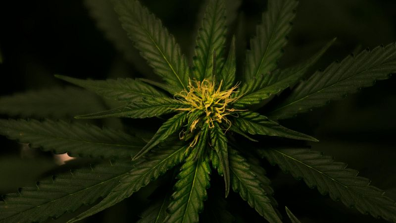 El Pla B - Adolescents i consum de c�nnabis