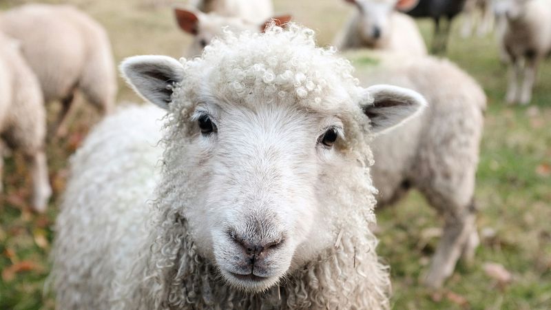 El Pla B - Prohibici� del halal i kosher