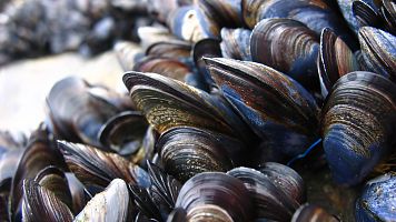 Espa�oles en la mar - Mejillones  capaces de liberar c�lulas de su cuerpo - 16 10 23