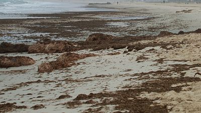 Espa�oles en la mar - Alga invasora por primera vez en las costas de Barcelona - 17 10 23